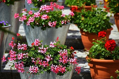 Géraniums en pot et en pleine terre