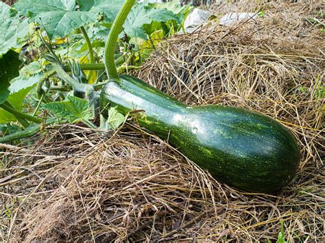 Illustration d'une courge Pleine de Naples mature montrant sa forme caractéristique en violon et sa peau ocre