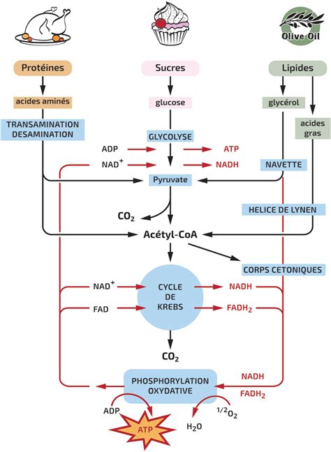 Schéma illustrant le métabolisme énergétique : glucides vs lipides en condition d'effort