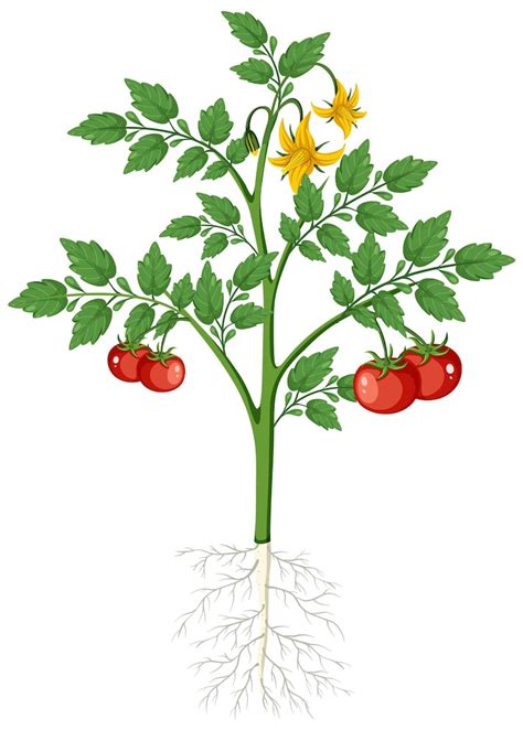 Photo montrant l'état racinaire d'un plant de tomate prêt pour la mise en pleine terre