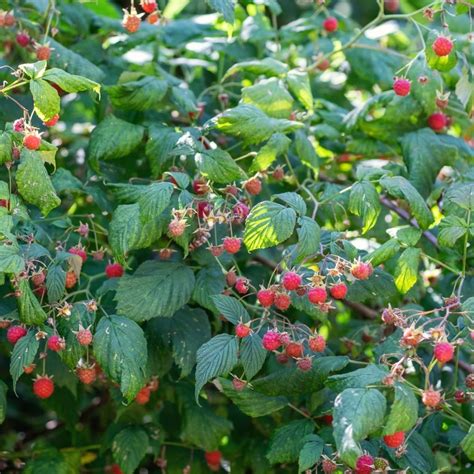 Botanique du Rubus strigosus
