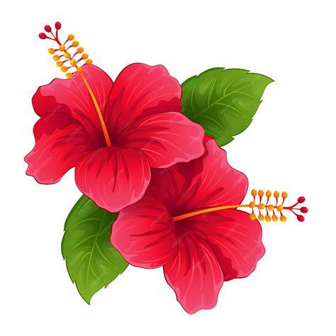 Illustration botanique d'une fleur d'hibiscus aux pétales pourpres