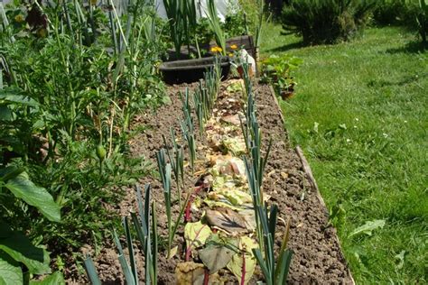 Exemple de compostage de surface dans un potager