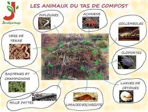 Les différents habitants du compost