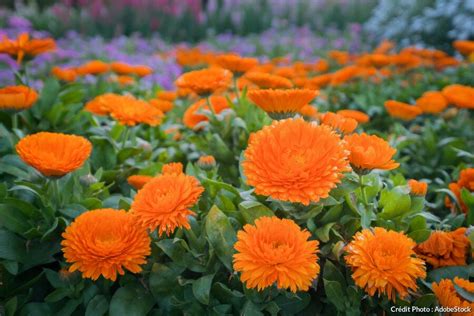 Plat décoré avec des fleurs de souci