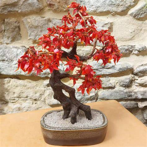 Bonsaï dans un pot artisanal