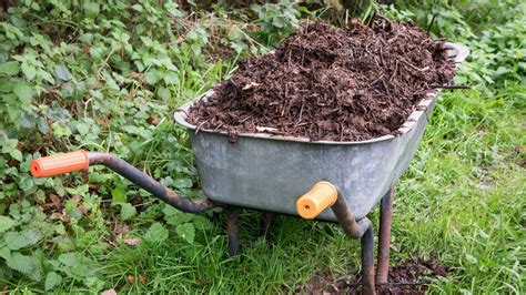Application du compost au jardin