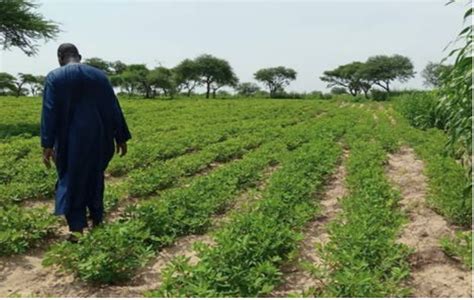Champ de production de semences certifiées sous un ciel ensoleillé