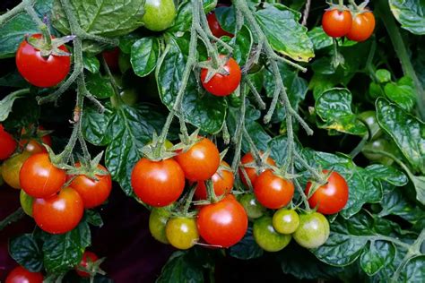 Comparaison visuelle entre un champ de tomates hybrides F1 homogènes et un champ de tomates populations variées