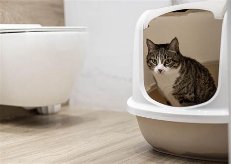 Schéma explicatif de l'emplacement idéal d'une litière pour chat