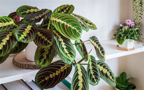 Une Maranta leuconeura posée sur une étagère élégante avec une lumière douce