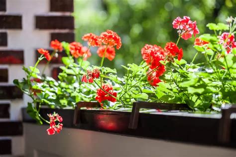 Géraniums en fleurs sur un balcon ensoleillé