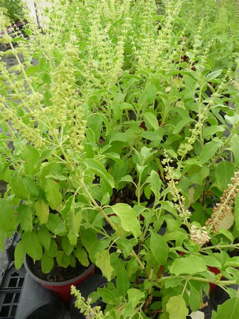 Plan rapproché des feuilles vert tendre du basilic sacré de Thaïlande