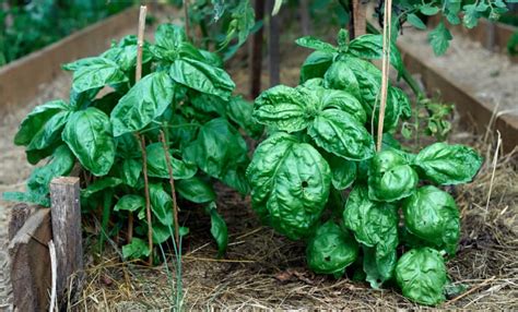 Vue d'ensemble d'un potager avec des rangs de basilic intercalés entre des plants de tomates