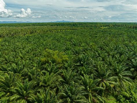Plantation de palmiers à huile en Malaisie