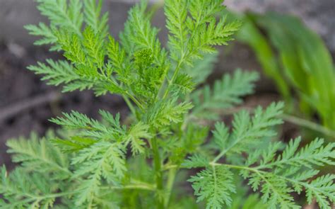 gros plan sur les feuilles découpées et gris-vert de l'armoise