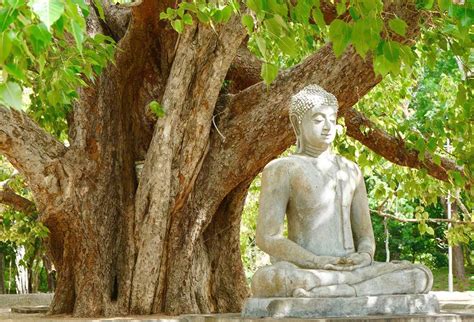 Représentation artistique du Bouddha méditant sous l'arbre de la Bodhi