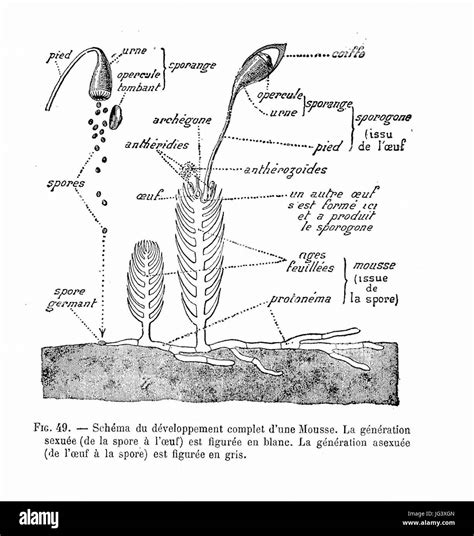 Schéma illustrant les zones de développement de la mousse dans un jardin (zones ombragées, humides, sol compact)