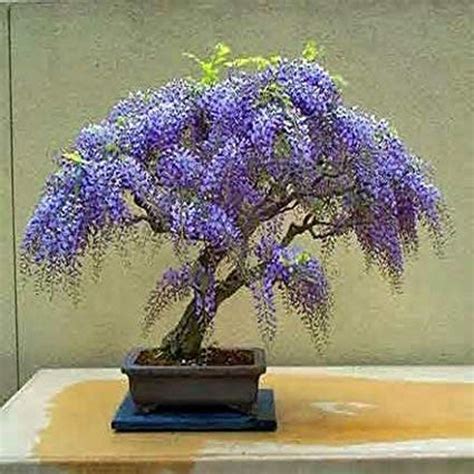 Jacaranda mimosifolia 'Bonsai Blue' dans un jardin de ville
