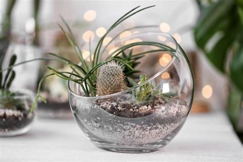 Illustration d'un terrarium de plantes grasses avec divers succulentes et cailloux décoratifs