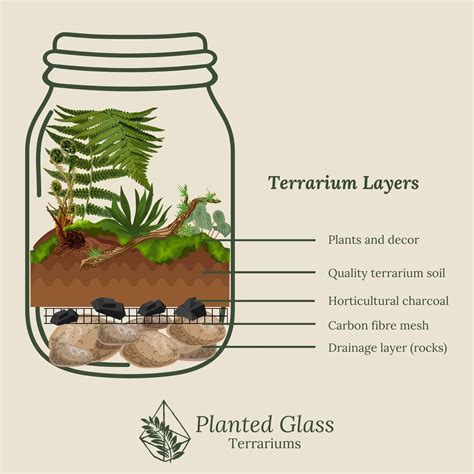 Schéma illustrant les différentes couches d'un terrarium : drainage, terreau, plantes, éléments décoratifs