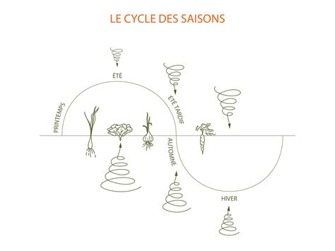 Schéma illustrant les cycles saisonniers du bonsaï et les interventions principales