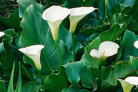 Zantedeschia aethiopica en fleur au jardin