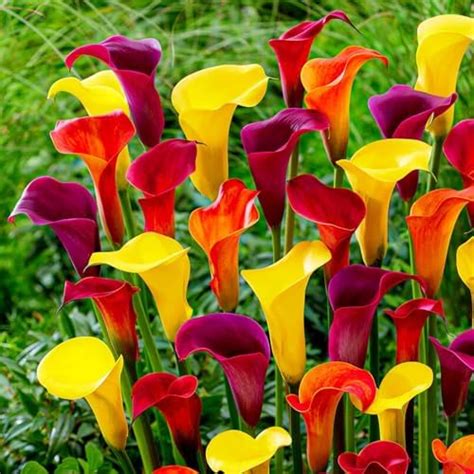 Variétés colorées de Zantedeschia