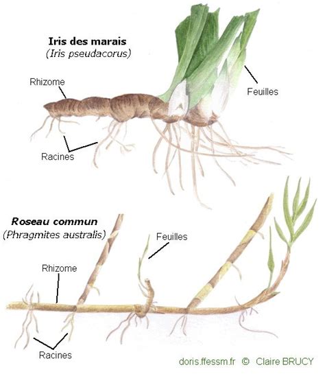 Schéma illustrant la structure du rhizome d'arum