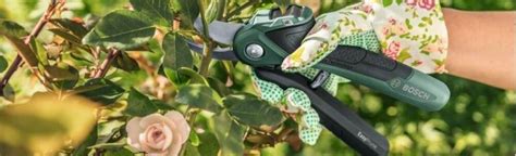 Sécateur et gants pour la taille d'un citronnier