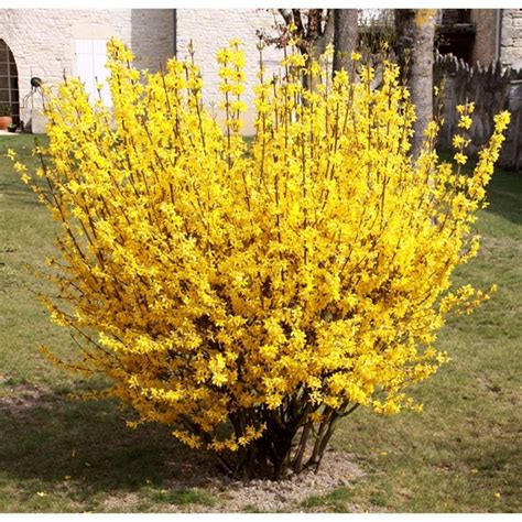 Arbuste de Forsythia en pleine floraison printanière