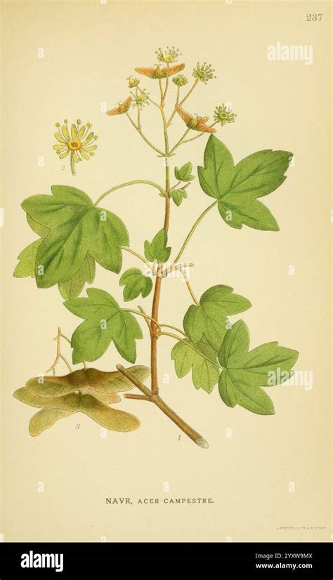 Illustration botanique montrant les feuilles lobées et les ombelles de fleurs du lierre commun