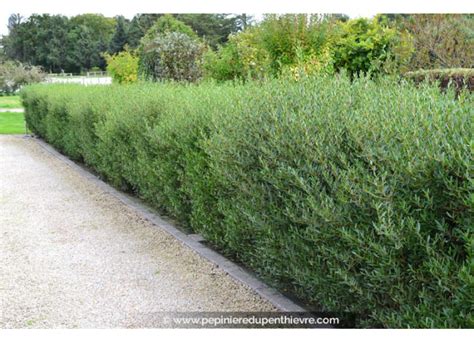 Comparaison visuelle des feuillages : texture fine du Phillyrea vs texture large du Photinia
