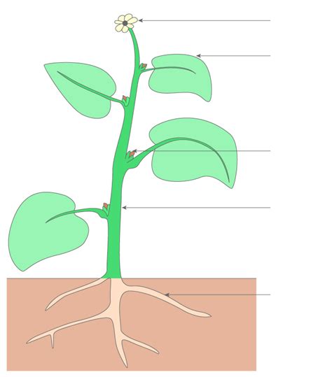 Schéma illustrant une plante bien tuteurée recevant une lumière uniforme sur toutes ses feuilles