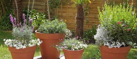 Exemples de formes de pots pour le style Moyogi