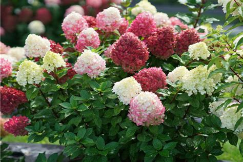 Comparaison visuelle entre différentes variétés d'Hydrangea paniculata