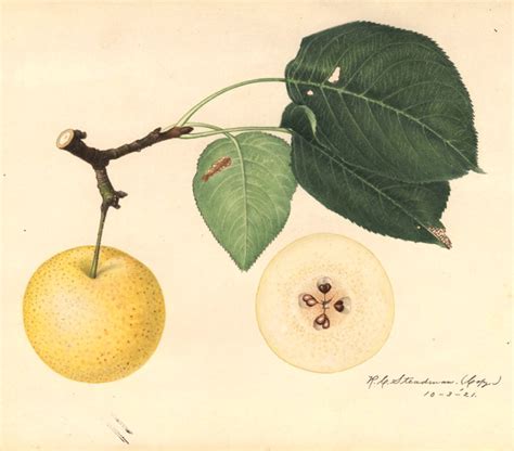 Illustration botanique du Pyrus pyrifolia montrant ses feuilles ovales et ses fruits sphériques bronzés