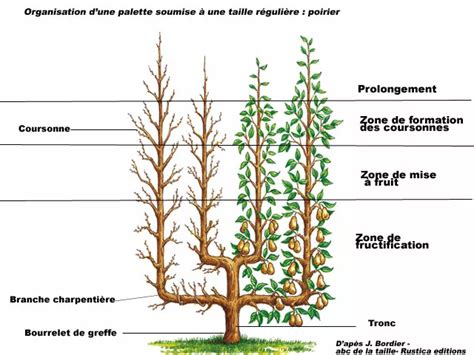 Schéma de taille de fructification pour le poirier japonais