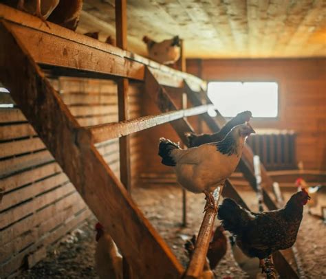 Schéma illustrant les sources d'odeurs dans un poulailler