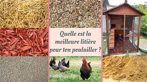 Comparatif des types de litière pour poulailler