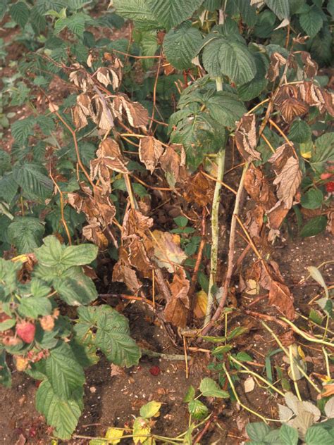 racines de framboisier atteintes de pourriture