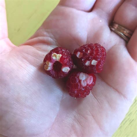 framboises avec syndrome du drupelet blanc