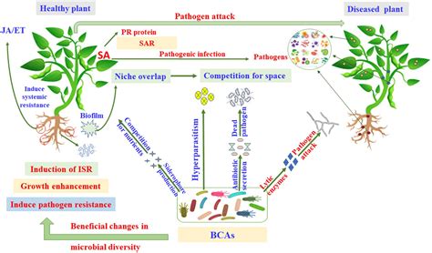 pH-Eh zone for pathogen development and plant balance