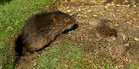 Campagnol terrestre (rat taupier)