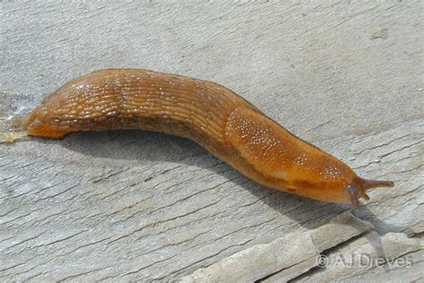 Common garden slug