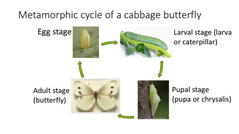 Life cycle of a cabbage white butterfly