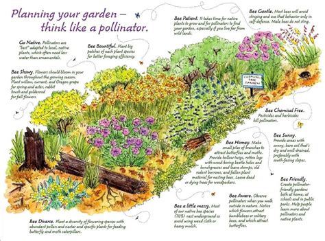 Pollinator-friendly flower strip in a garden