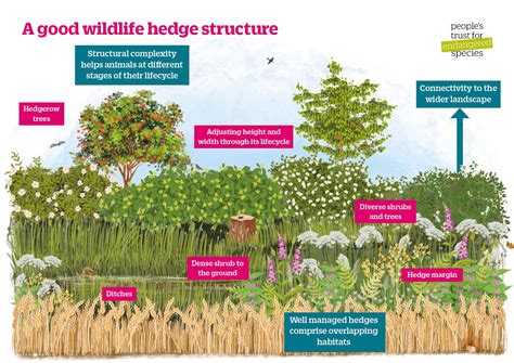 Hedgerow providing habitat and food for wildlife