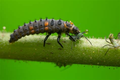 Ladybug larva eating aphids