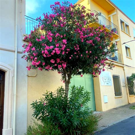 Exemple d'hibiscus taillé en forme d'arbre